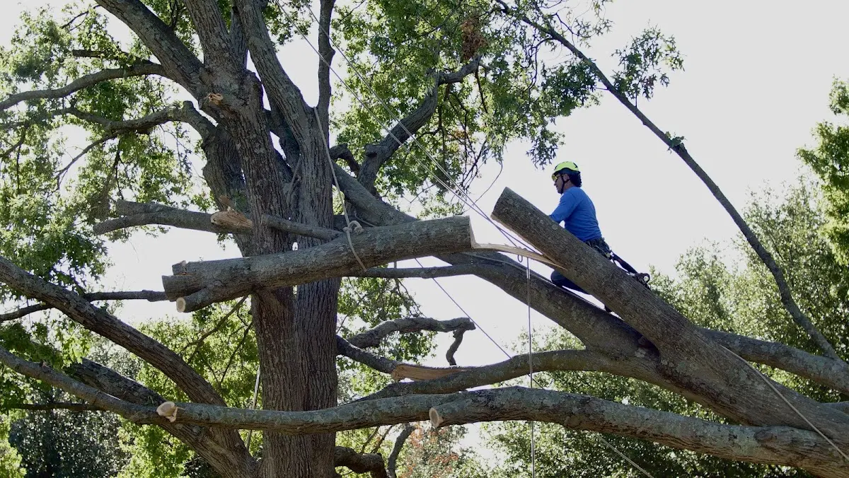 Professional Hazardous Tree Removal performed by certified arborists in Daleville
