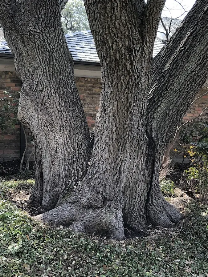 Mature heritage tree close to a Daleville property cared for by certified arborists